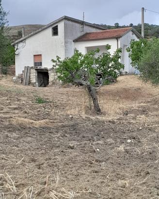 VIlla singola con terreno e uliveto