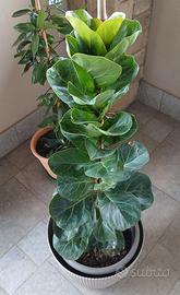 Piante in vaso o interrate