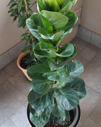 Piante in vaso o interrate