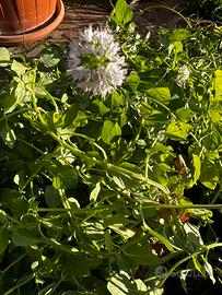 Menta acquatica