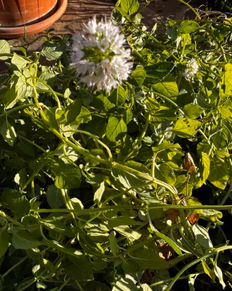 Menta acquatica