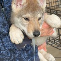 Cuccioli Cane Lupo Cecoslovacco