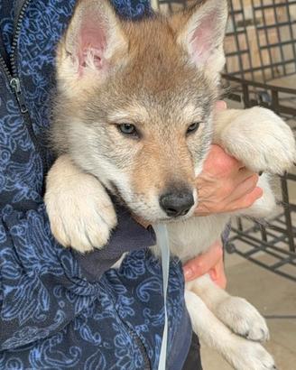 Cuccioli Cane Lupo Cecoslovacco