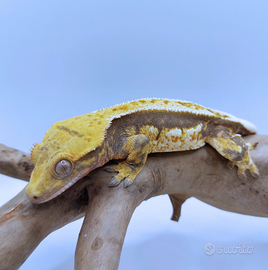 Geco Ciliatus Tricolor