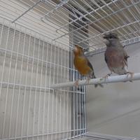 Arlecchini portoghesi