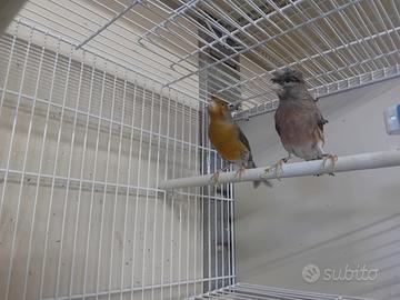 Arlecchini portoghesi