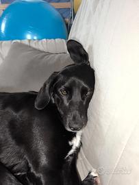cane femmina