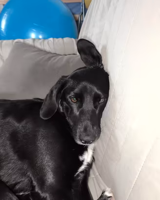 cane femmina