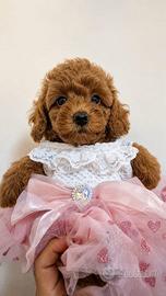 Cuccioli di Barboncino Toy