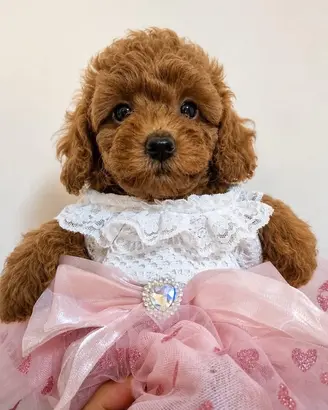 Cuccioli di Barboncino Toy