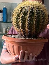 Echinocactus grusonii cuscino della suocera