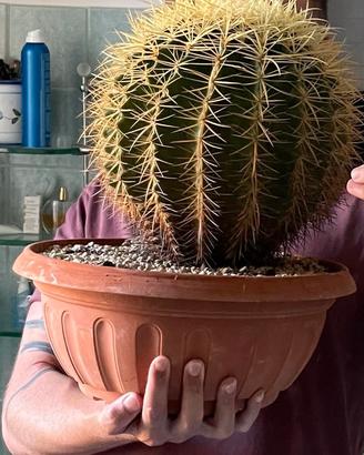 Echinocactus grusonii cuscino della suocera