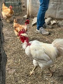 Gallo collo nudo