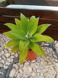 Agave attenuata (Agave soave) pianta in vaso