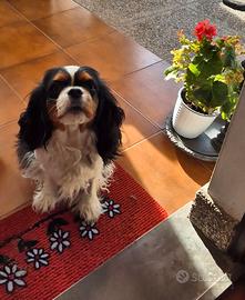 Cavalier King Charles Spaniel tricolor