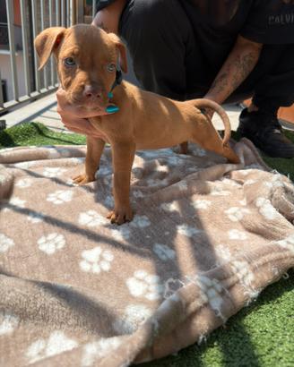 Ultimi 2 Cuccioli Pitbull UKC Red Nose