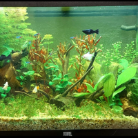 Acquario rio juwel 125