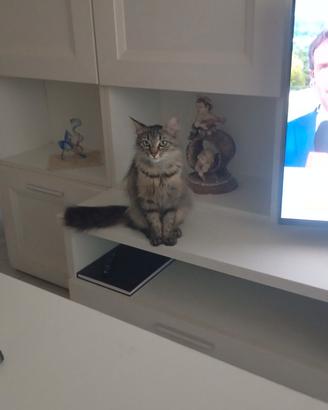 Gatto nato e cresciuto in casa