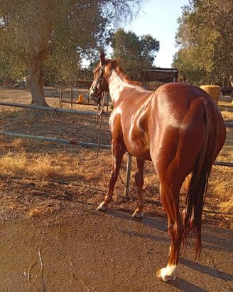 Quarter horse