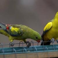 Parrocchetti coda nera
