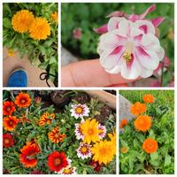 Semi di Calendula Gazania e Aquilegia 
