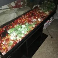 Acquario completo come in foto