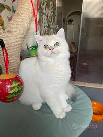 British Shorthair