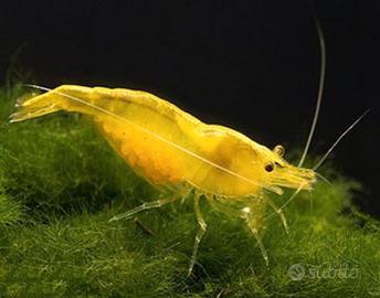 Caridine ampullarie