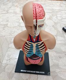 Modello Anatomico Torso Umano in 4D alto cm 40