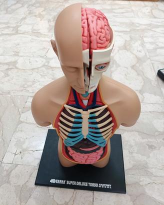 Modello Anatomico Torso Umano in 4D alto cm 40