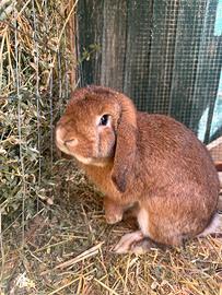 Conigli ariete nani puri