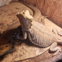 Drago barbuto pogona