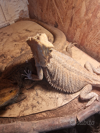 Drago barbuto pogona