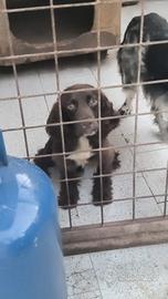 Springer pronto caccia