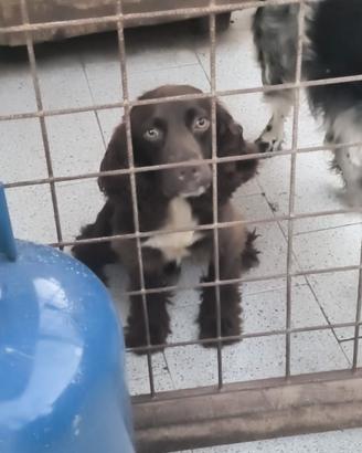 Springer pronto caccia