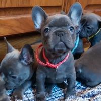 Cuccioli bulldog francese maschietti femminucce