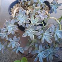 Pianta grassa succulenta