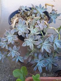 Pianta grassa succulenta