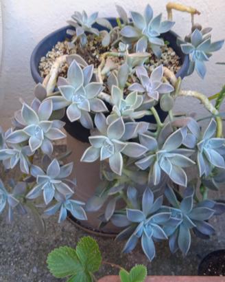 Pianta grassa succulenta