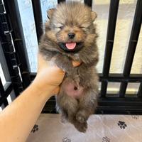 Maschio volpino pomerania TOY cucciolo 2 mesi