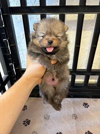 Maschio volpino pomerania TOY cucciolo 2 mesi