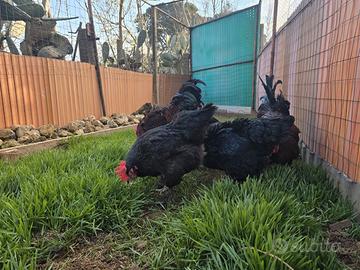 Marans galline