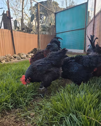 Marans galline