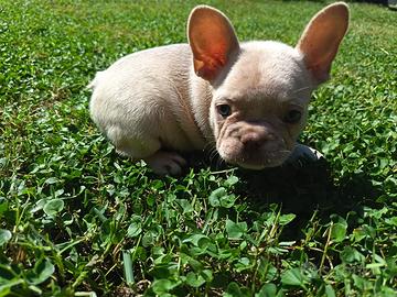 Bulldog francese