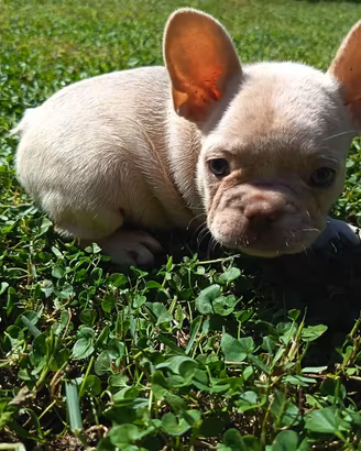 Bulldog francese
