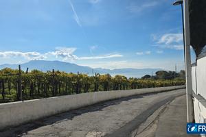 Incantevole vigneto con vista mare