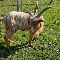 Capra maschio sterile