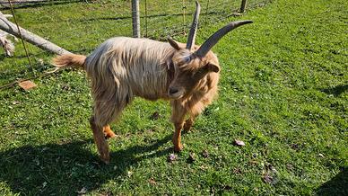 Capra maschio sterile