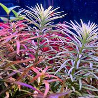 talee piante acquatiche 