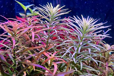 talee piante acquatiche 